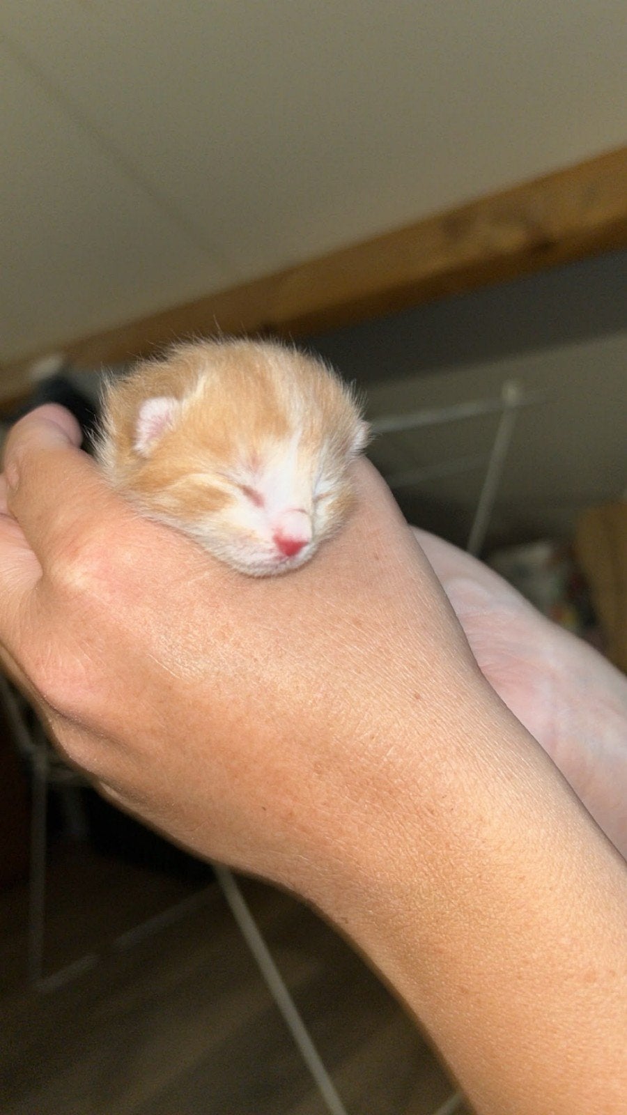 rood /wit katertje, Dieren en Toebehoren, Kater, Kortharig, 0 tot 2 jaar