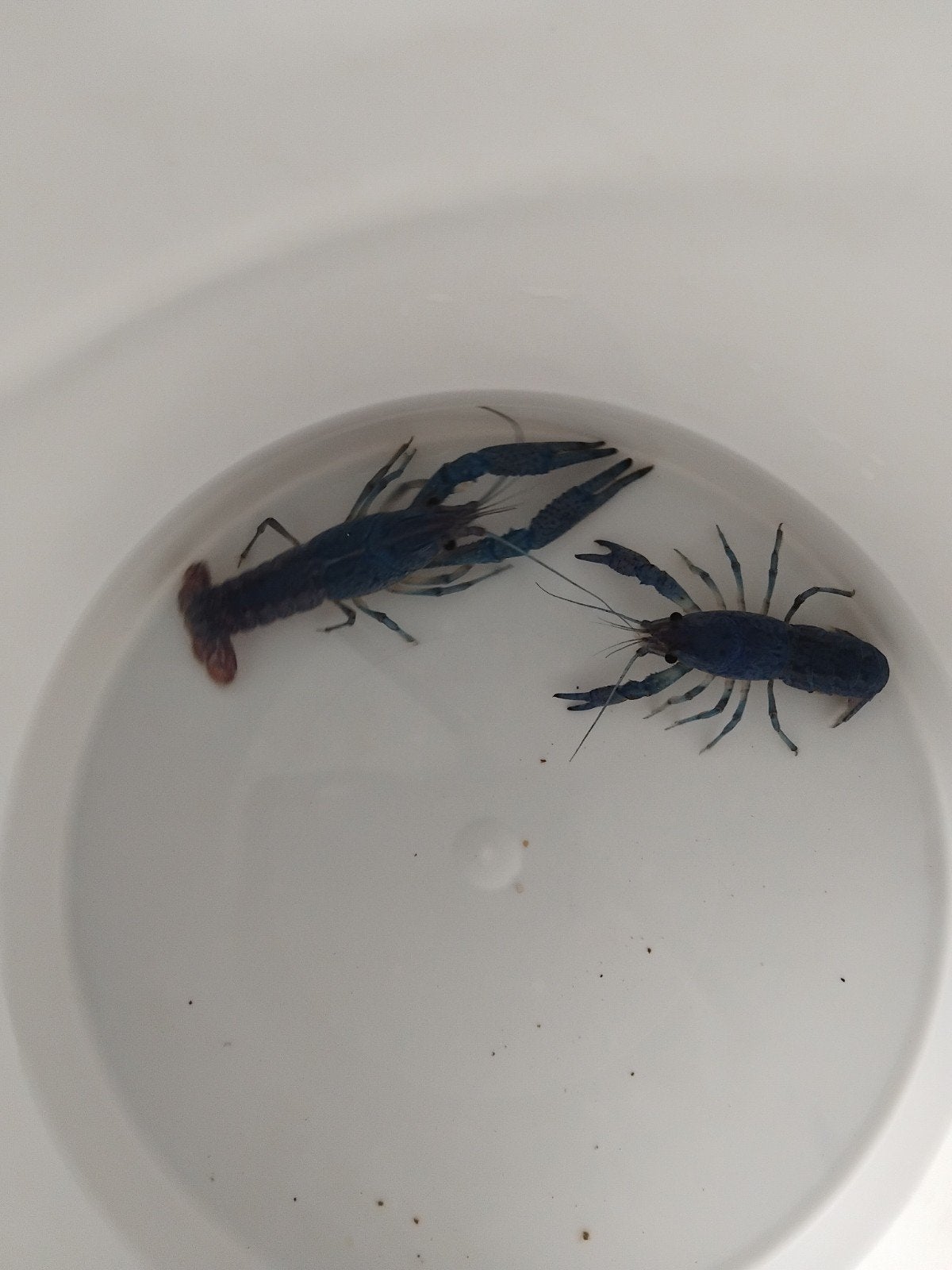 Mooi koppel blauwe florida kreeftjes, Dieren en Toebehoren, Vissen | Aquariumvissen