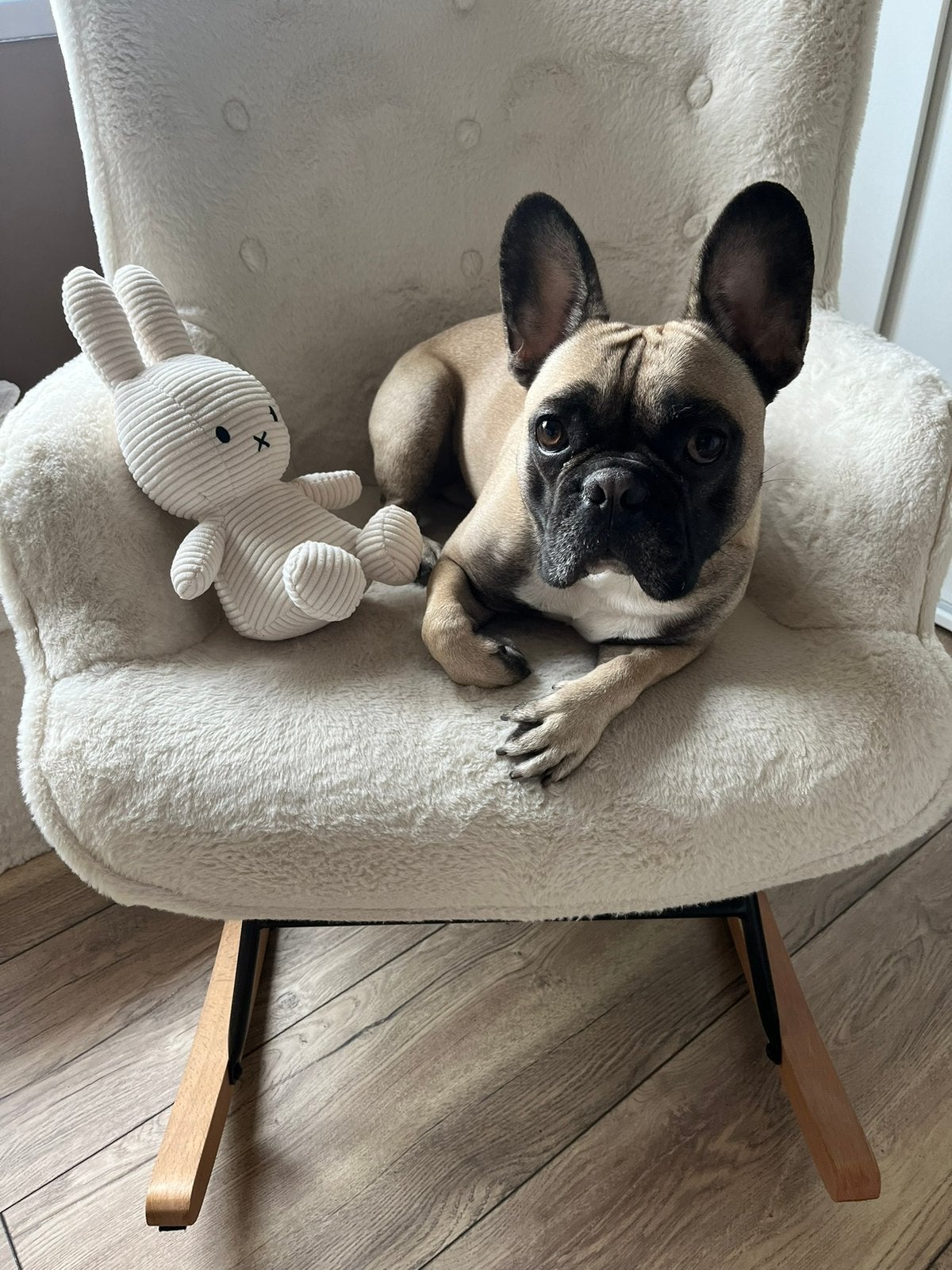 Franse Bulldog, Reu, Parvo, Bulldog, Eén hond