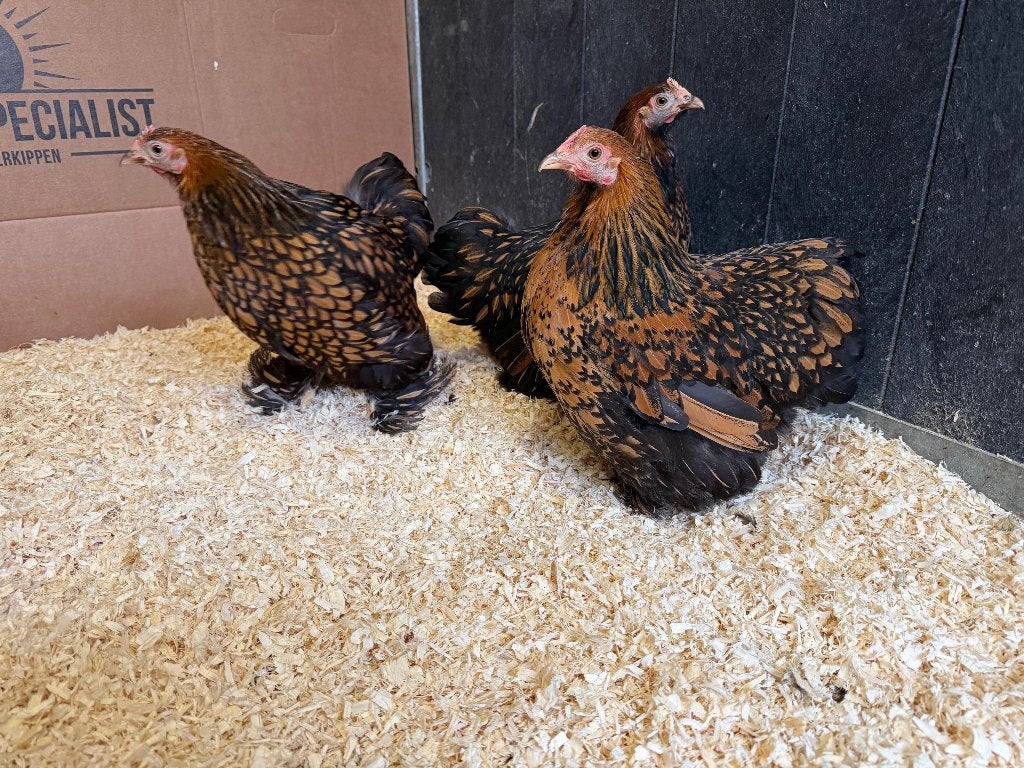Jonge  Cochin kriel goud zwart gezoomd gesekst en ingeënt, Dieren en Toebehoren, Pluimvee, Vrouwelijk, Kip