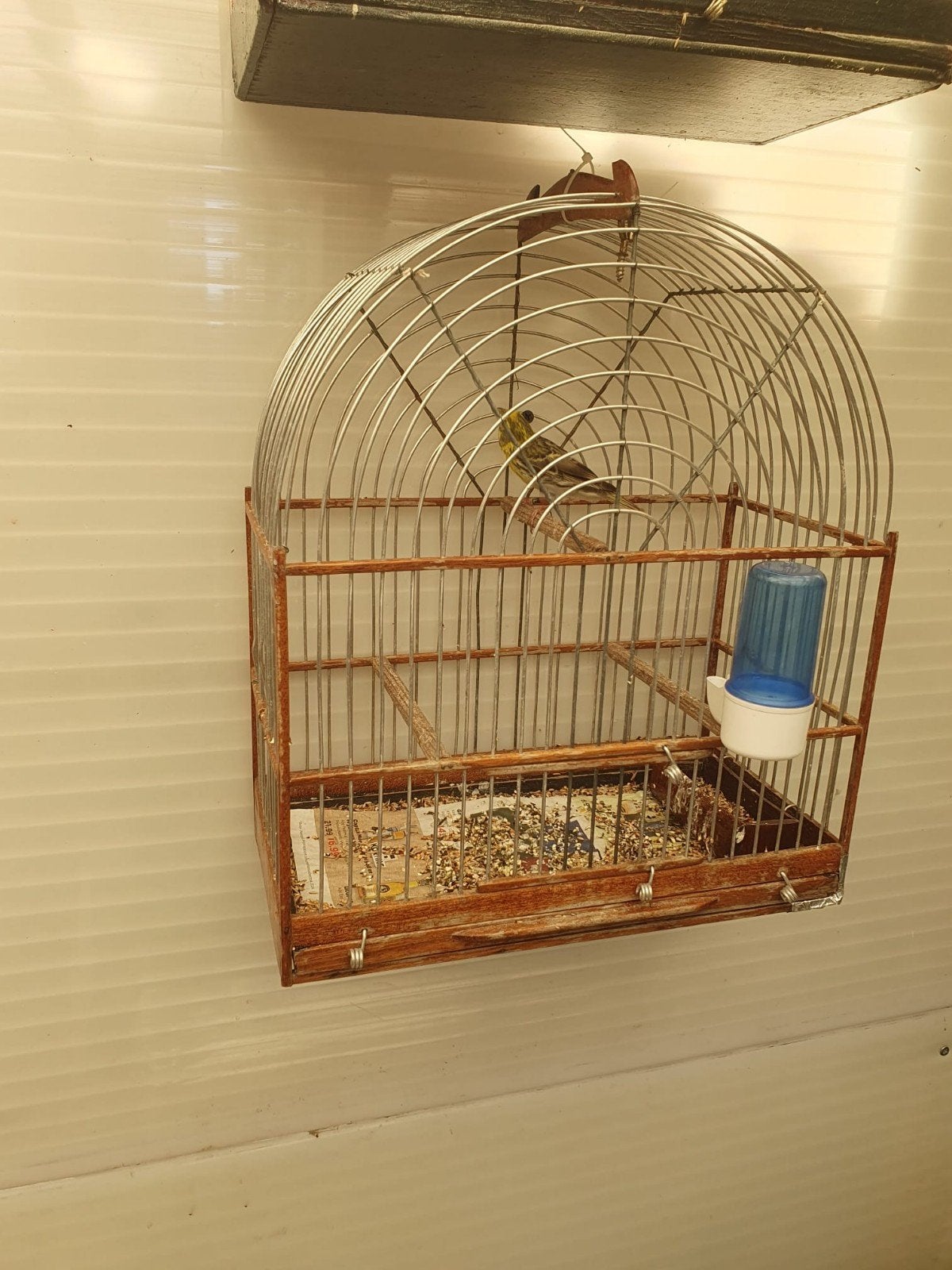 Europesche kanarie ( man ) Cini, Dieren en Toebehoren, Mannelijk, Wildzangvogel, Geringd