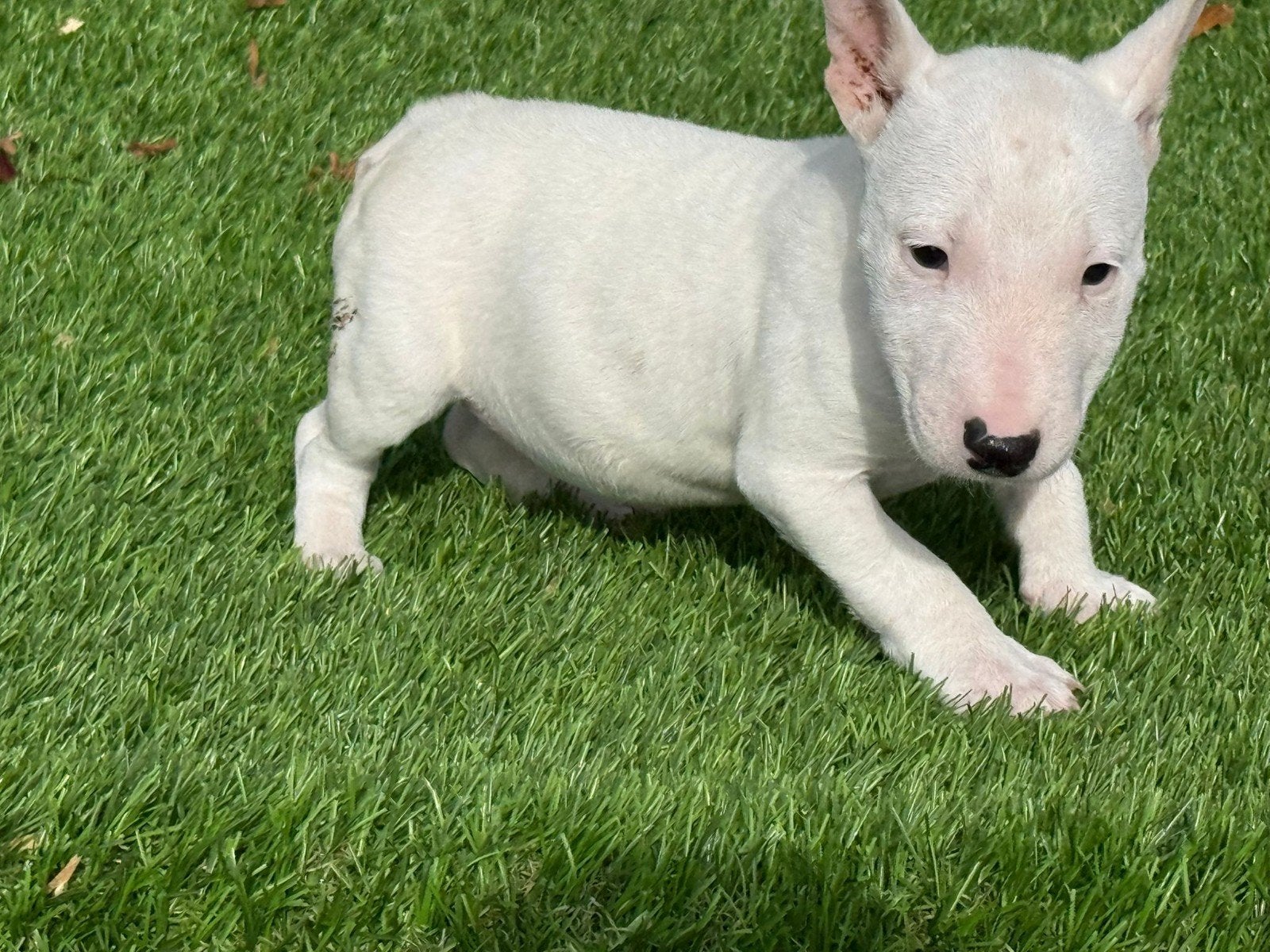 Te koop Mini Bullterriër pup, Nederland, 8 tot 15 weken, Teef, Eén hond