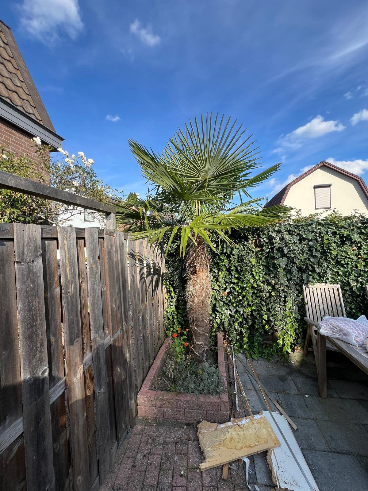 Palmboom ca. 3 meter, Tuin en Terras, 250 tot 400 cm, Zomer, Palmboom, Ophalen