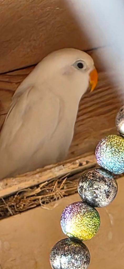 Spierwitte baby jonge agapornis dwergpapegaai fischefie, Dieren en Toebehoren, Vogels | Parkieten en Papegaaien, Geslacht onbekend