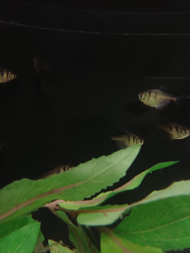 Zwarte tetra, Vis