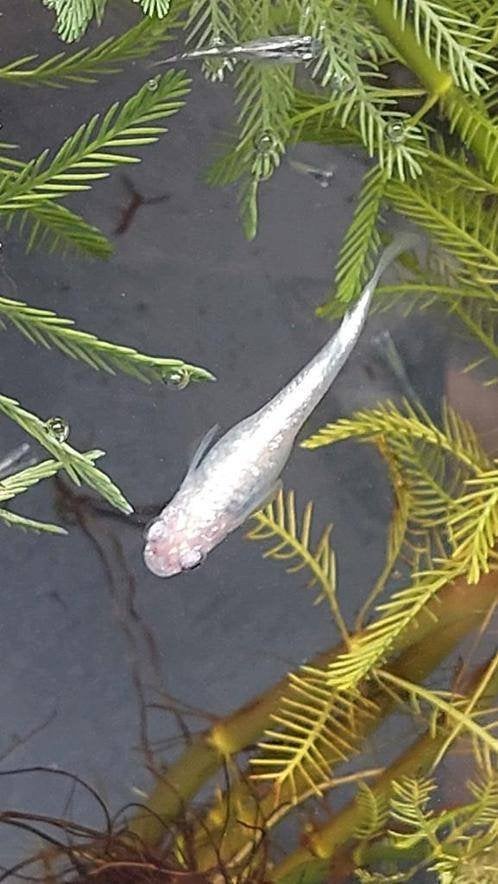Witte Japanse rijstvis, Medaka, mini-koi, volwassen en jong, Dieren en Toebehoren, Vis, Zoetwatervis, Schoolvis