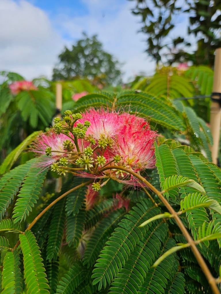 Albizia "Ishii Weeping" / Slaapboom / Treurvorm / zeldzaam‼️, Tuin en Terras, Planten | Bomen, Treurboom, 100 tot 250 cm, Zomer