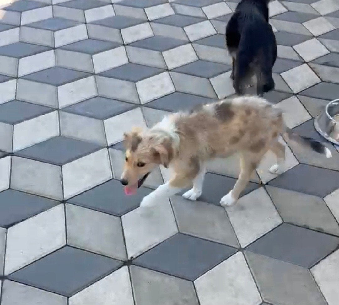middelmaat pup zoekt een familie , herplaatser, Dieren en Toebehoren, Honden | Niet-rashonden, Particulier, 8 tot 15 weken, Buitenland