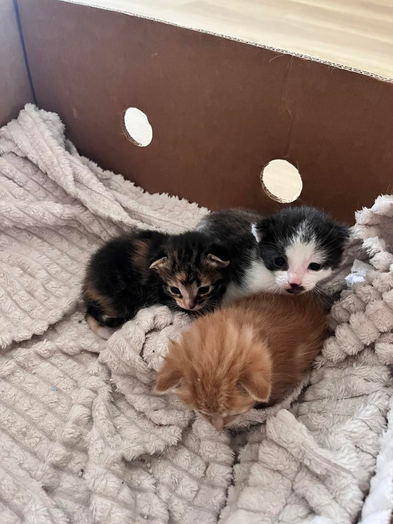 Lieve kittens te koop!!, Dieren en Toebehoren, Katten en Kittens | Overige Katten, Meerdere dieren