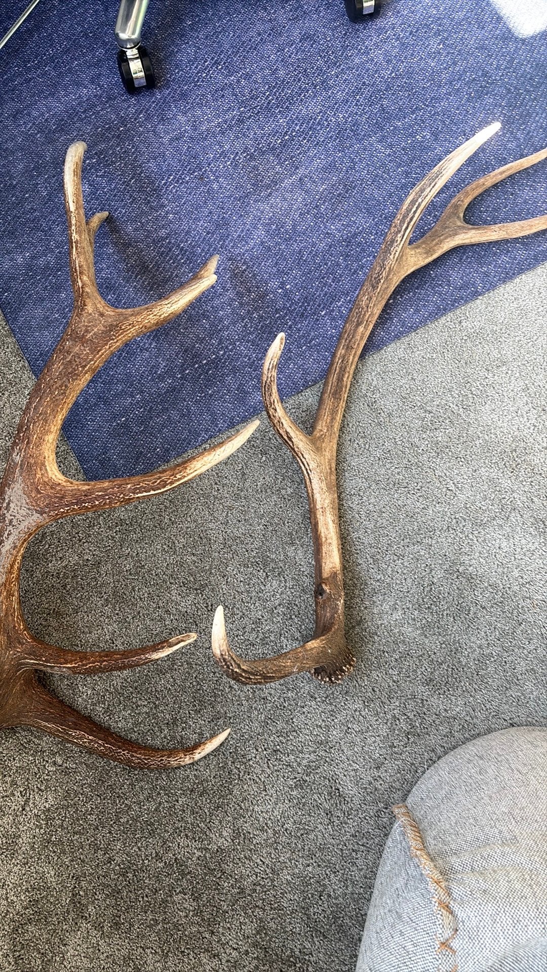 Herten geweien echt uit oostwaardersplassen, Ophalen of Verzenden, Zo goed als nieuw, Beeldje of Figuurtje