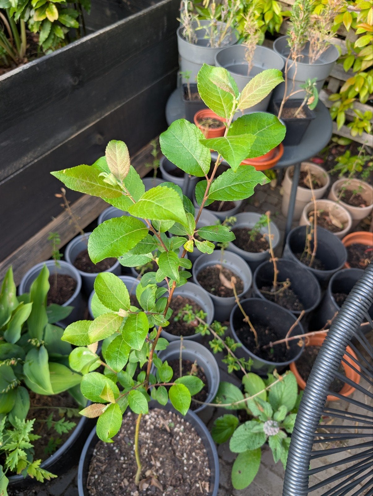 Zaailing boswilg (Salix caprea), Ophalen, Lente, Vaste plant, Overige soorten