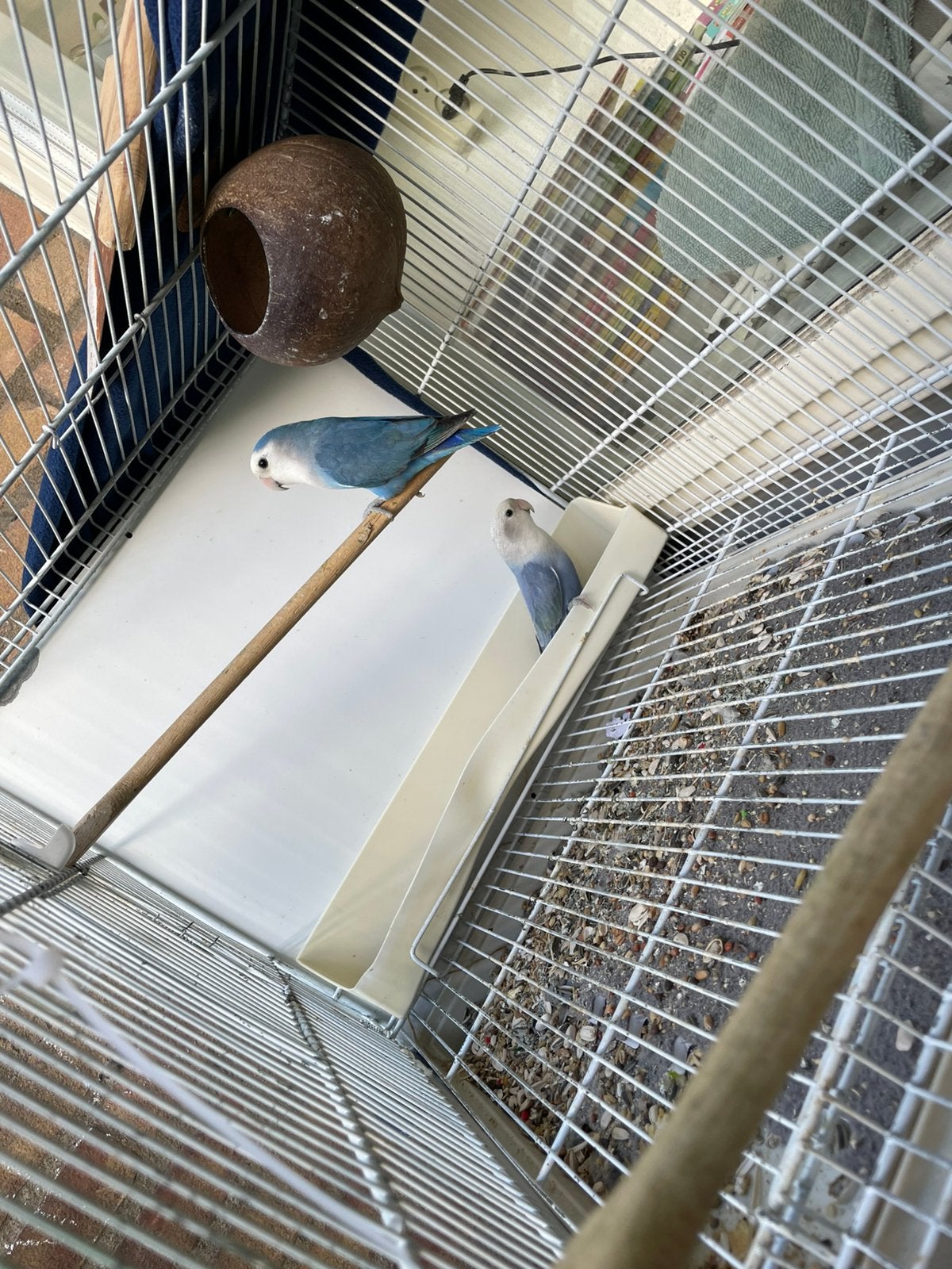 Agaponissen koppel, Meerdere dieren