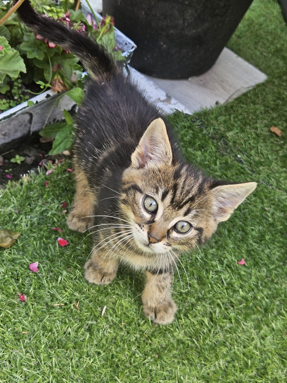 Lieve halflangharige kittens 2 katertjes & 1 poesje foto 1,6, Dieren en Toebehoren, Meerdere dieren, Langharig, 0 tot 2 jaar