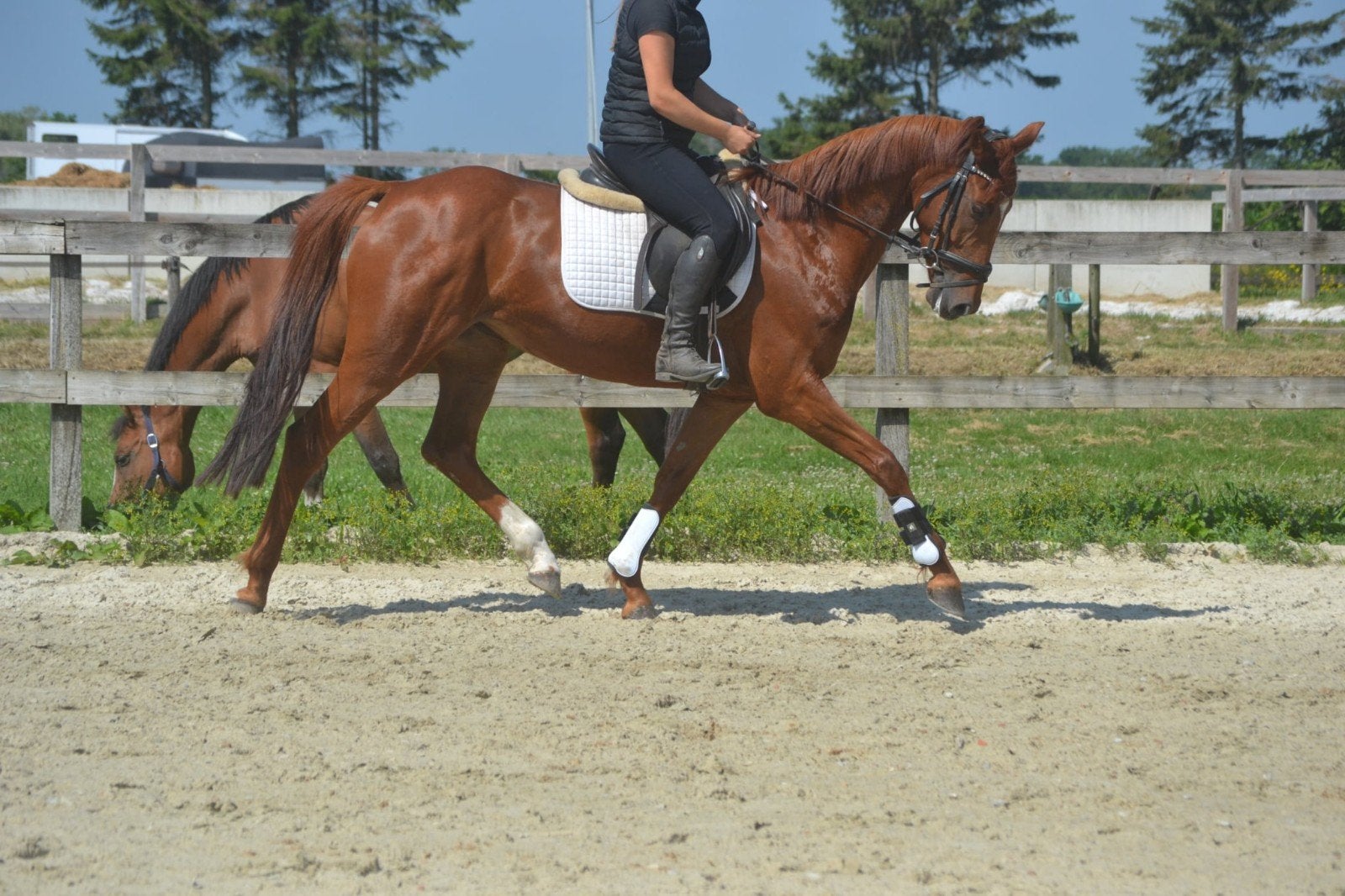 Lieve brave kwpn merrie, Dieren en Toebehoren, Merrie, 160 tot 165 cm, Dressuurpaard, 3 tot 6 jaar