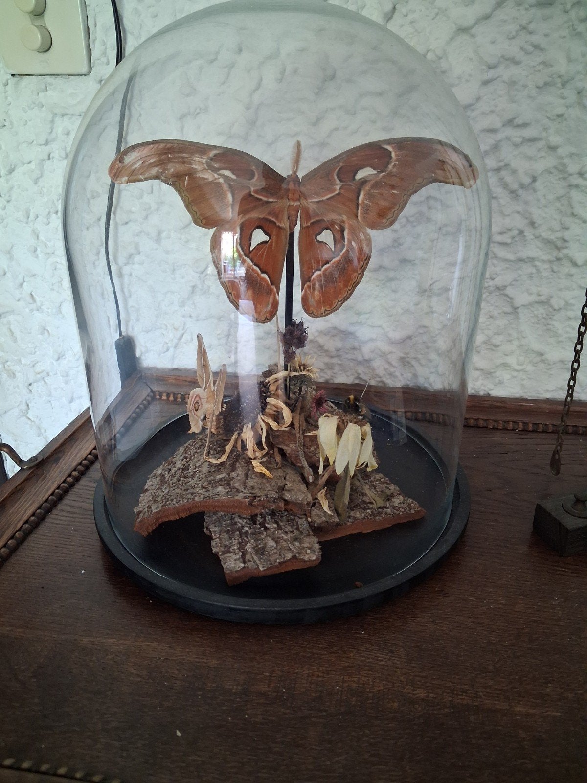Antieke stolp met echte vlinder - Uniek decoratiestuk, Ophalen of Verzenden, Gebruikt, Insect, Opgezet dier