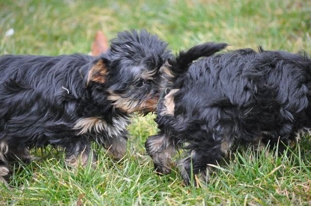 Te koop mooie Yorks Terriër pups, Nederland, 8 tot 15 weken, Meerdere, Meerdere dieren