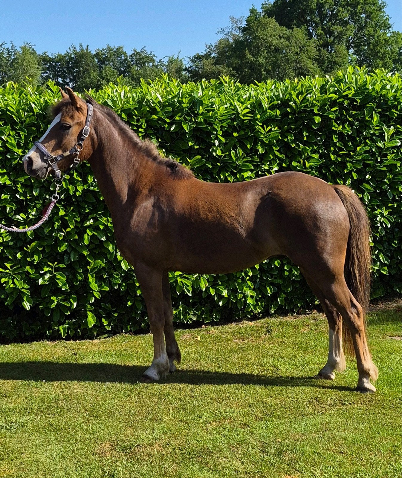 New Forest ruin 4jr en merrie 11jr, Dieren en Toebehoren, Pony's, Ruin, C pony (1.27m tot 1.37m), Ontwormd, 3 tot 6 jaar