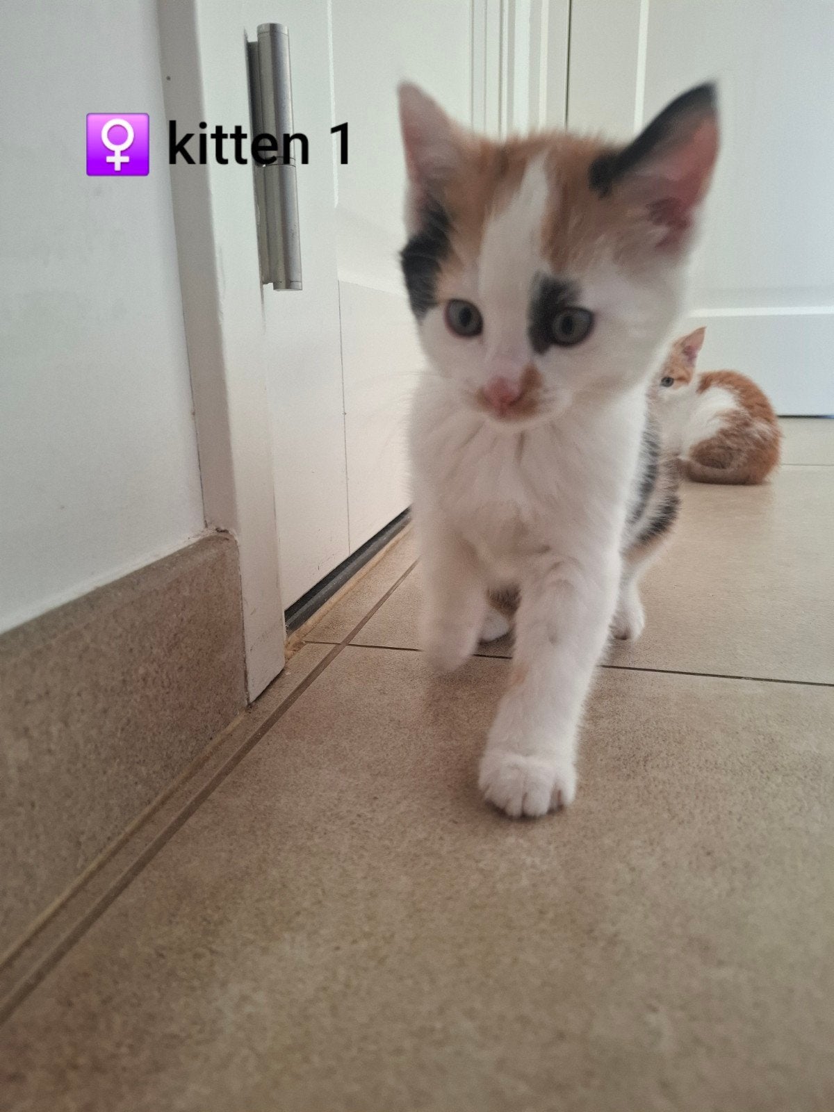 4 aparte Europese Korthaar Kittens, Meerdere dieren