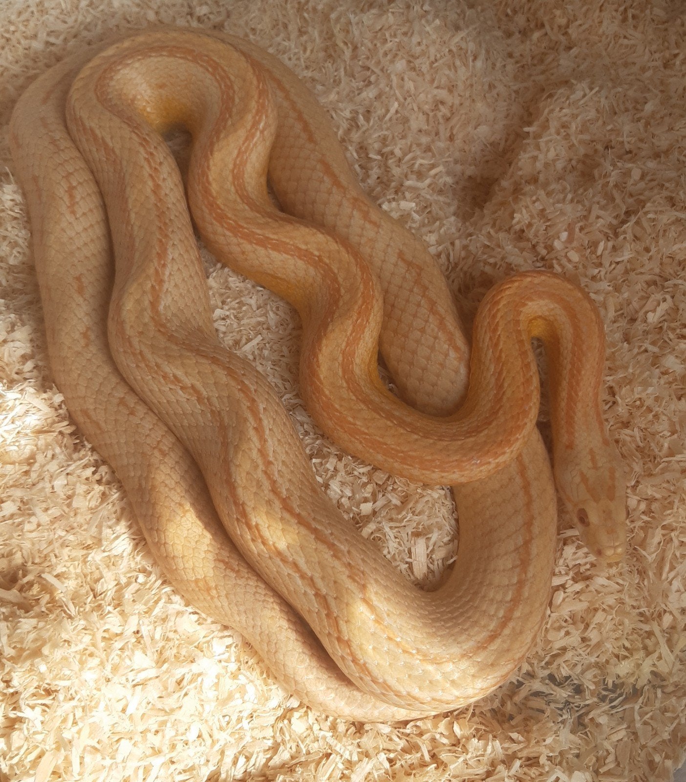 Rattenslang 1.0 Buf butter stripe Rat Snake photo 2