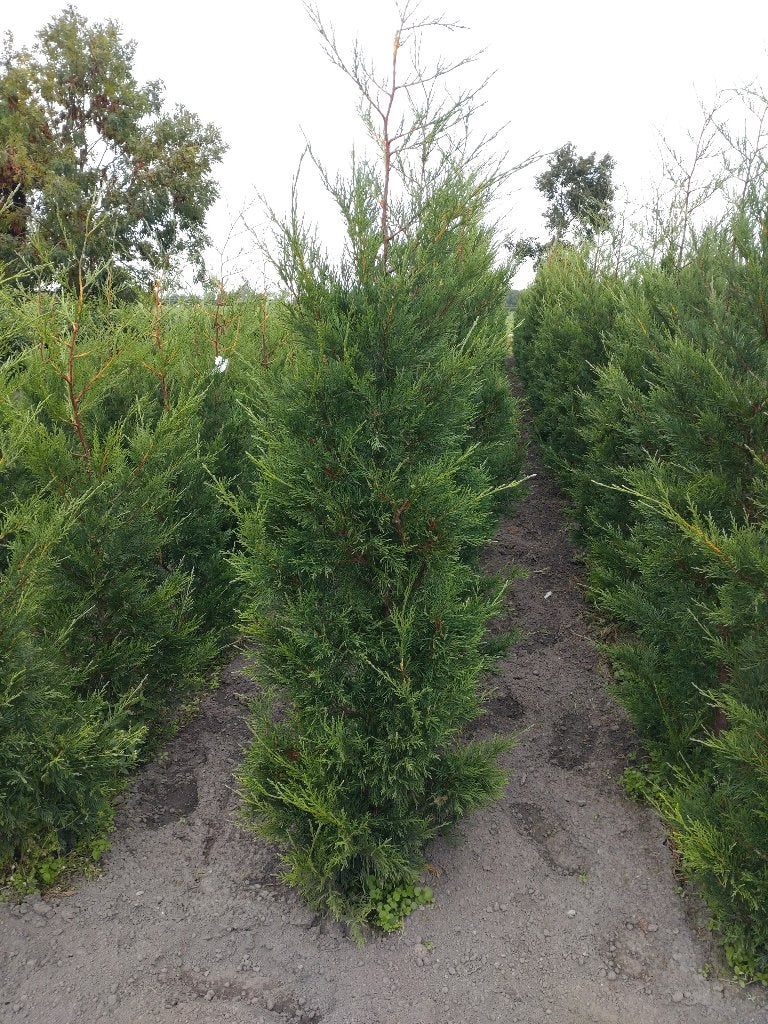 Coniferen Leylandii, Ophalen, Bloeit niet, Overige soorten, Volle zon