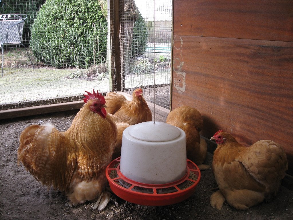 Broedeieren Cochin kriel, geelkoekoek, Dieren en Toebehoren, Pluimvee, Geslacht onbekend, Kip