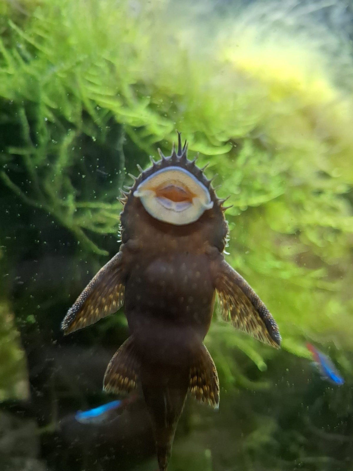 borstelneusmeerval te koop, Dieren en Toebehoren, Vissen | Aquariumvissen, Vis, Zoetwatervis
