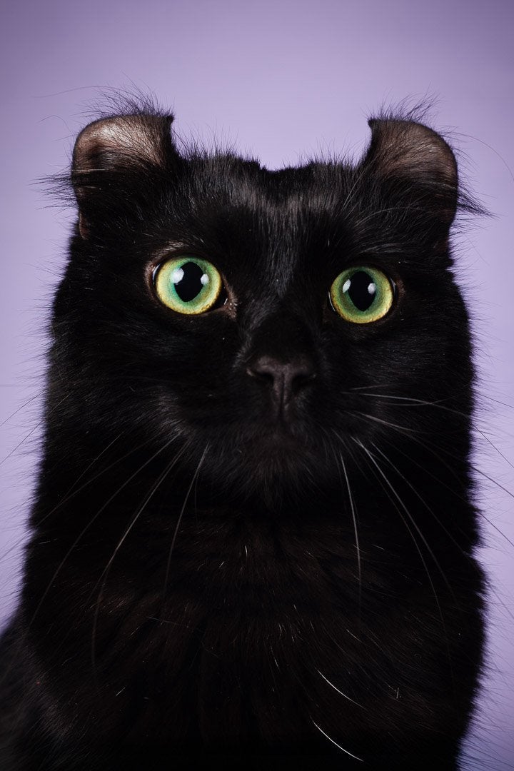 American curl poes | een jaar | getest | gesteriliseerd, Poes, Langharig, 0 tot 2 jaar