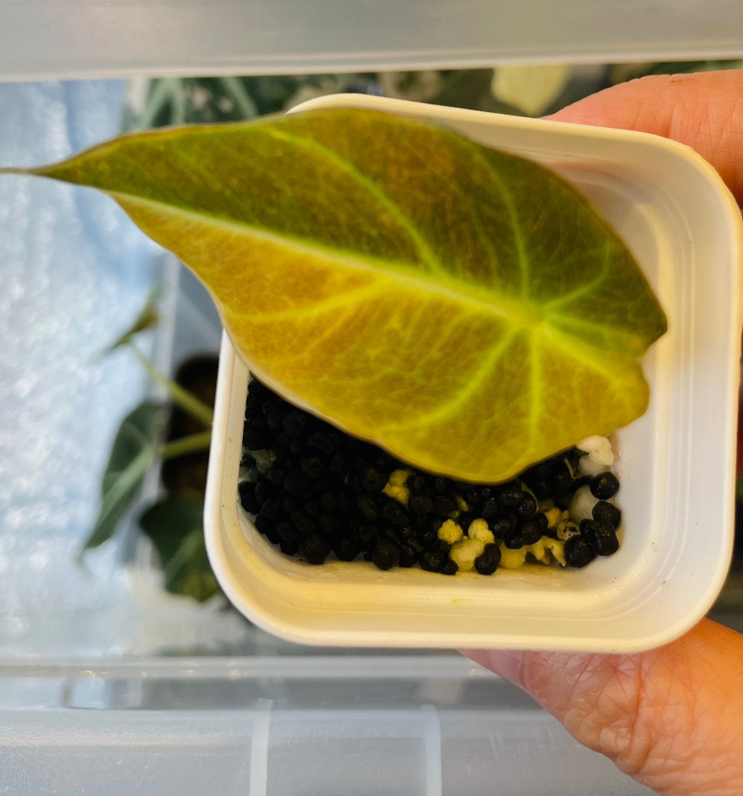 Alocasia balck velvet aurea variegata, Ophalen of Verzenden, Halfschaduw, Minder dan 100 cm