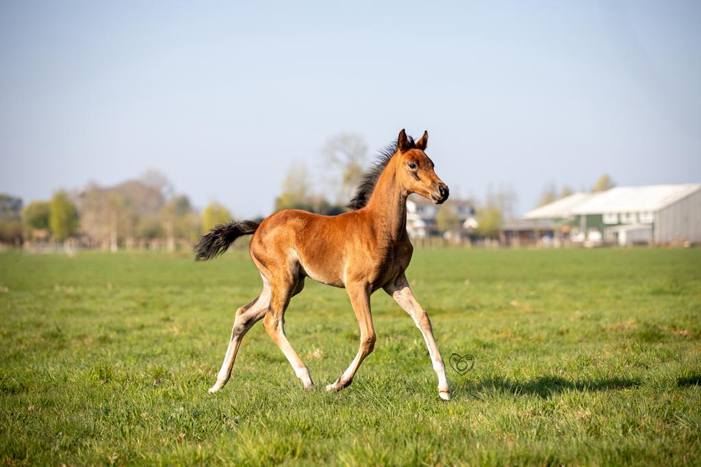 Weidegang gezocht, Dieren en Toebehoren, Stalling en Weidegang, Weidegang, 2 of 3 paarden of pony's