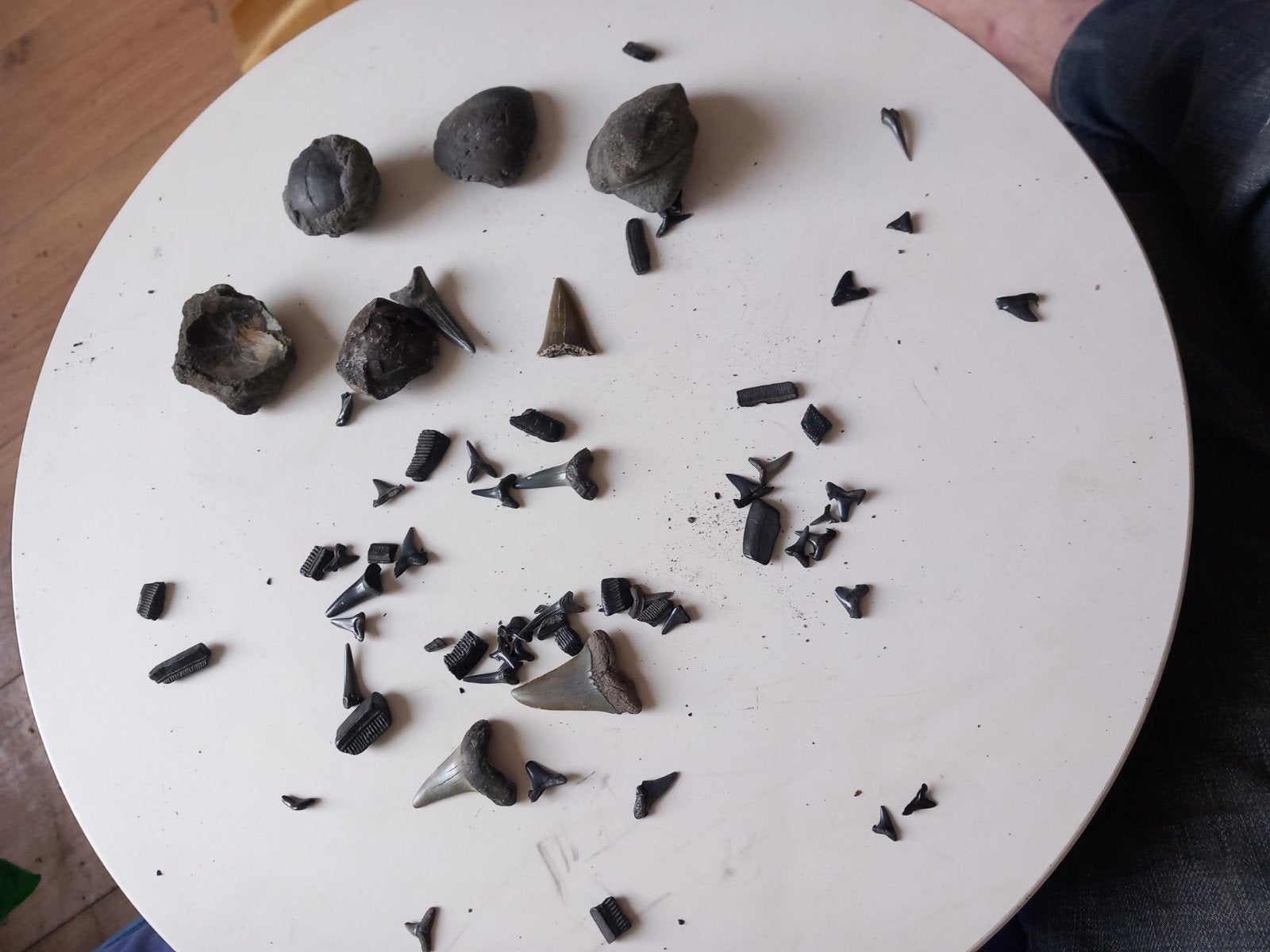 setje fossielen, Verzamelen, Ophalen of Verzenden, Schelp(en)