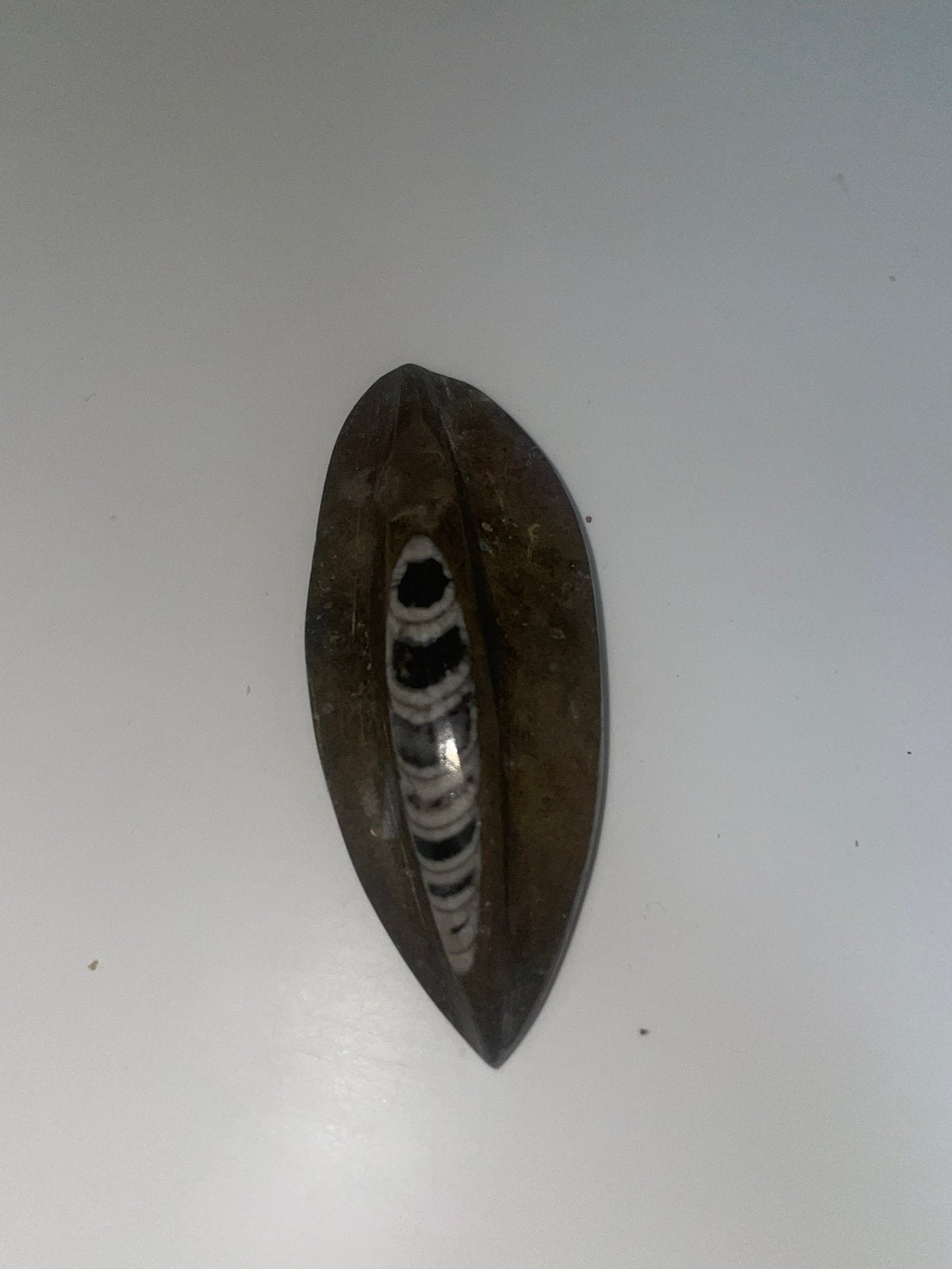 Gepolijste Orthoceras Fossiel 9 CM, Ophalen of Verzenden, Fossiel