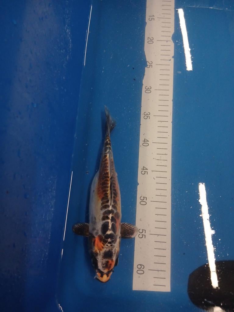 Doitsu kujaku 28 cm (japanse koi), Dieren en Toebehoren, Vissen | Vijvervissen, Karper of Koi