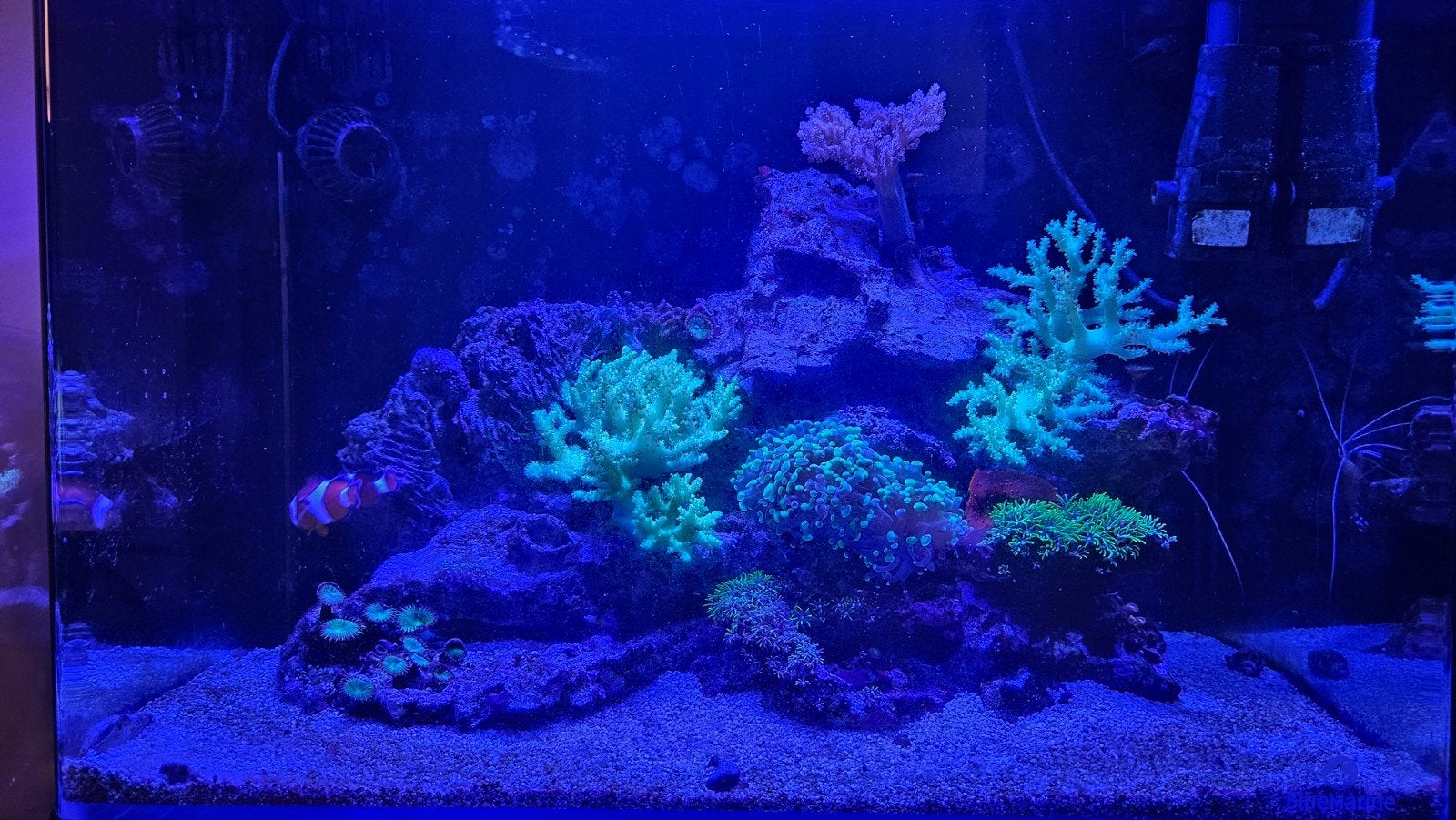 Zeeaquarium Bluemarine 160, Dieren en Toebehoren, Vis, Zoutwatervis