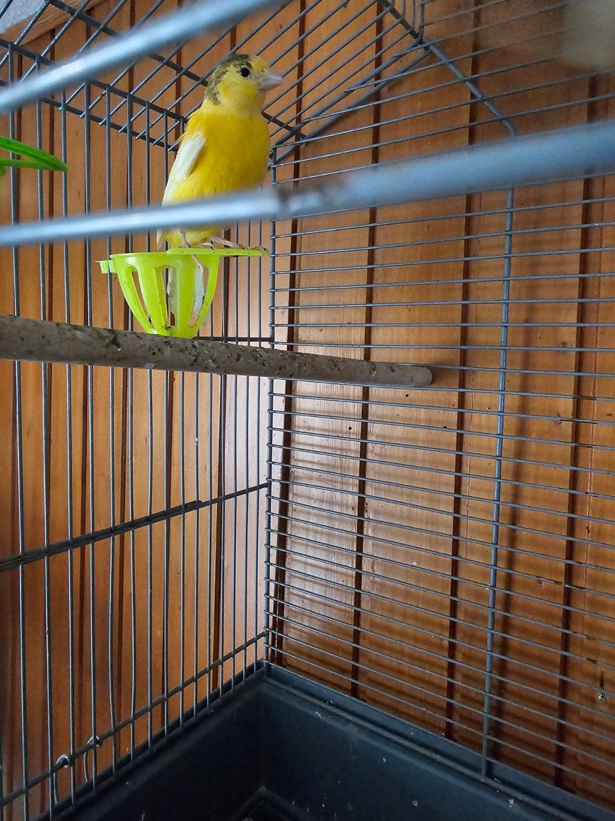 jonge kanarie, Dieren en Toebehoren, Vogels | Kanaries, Mannelijk, Kleurkanarie