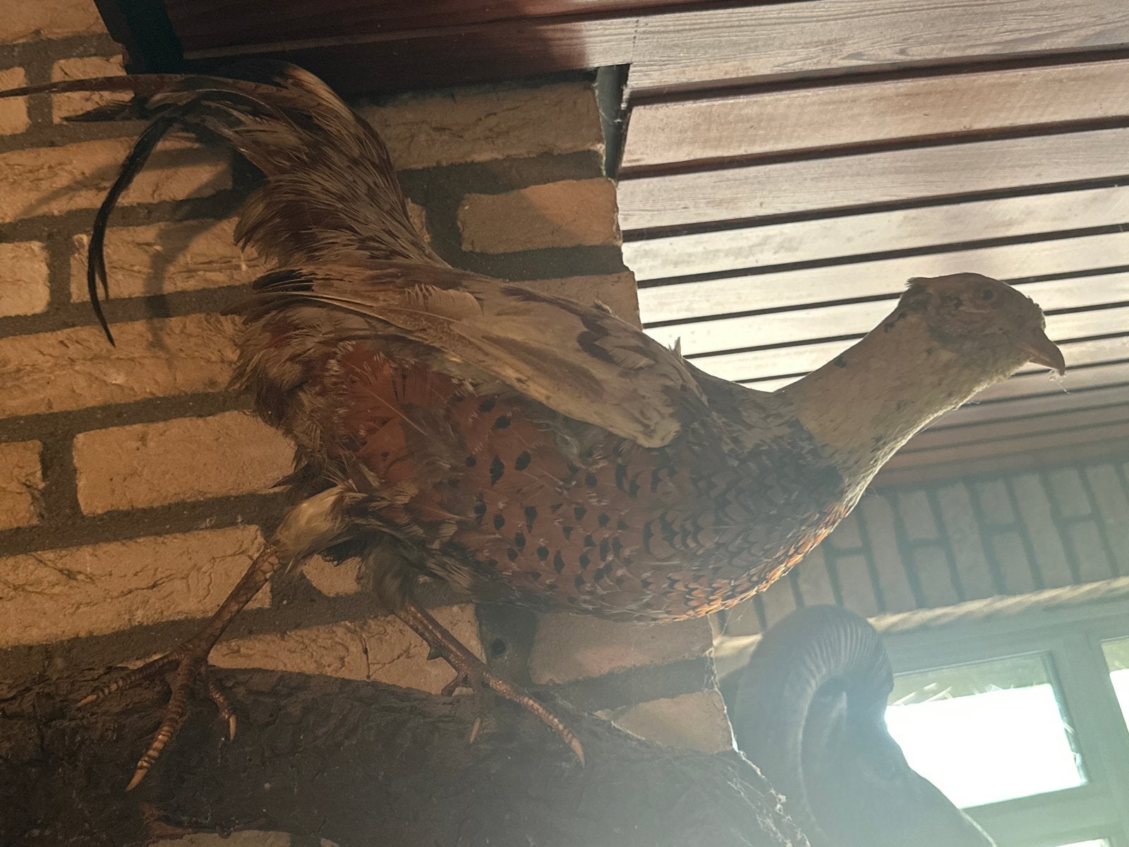Prachtige opgezette fazant met levendige kleuren, Verzamelen, Ophalen, Gebruikt, Vogel, Opgezet dier