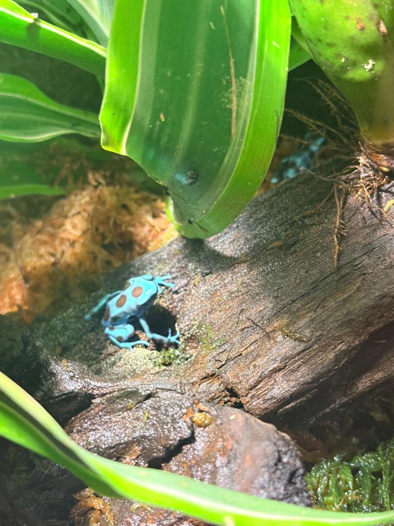 Dendrobates auratus, Dieren en Toebehoren, Amfibie, 0 tot 2 jaar