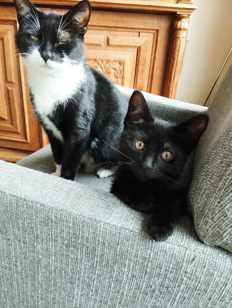 Zwart Kitten vrouwtje te koop, Dieren en Toebehoren, Katten en Kittens | Raskatten | Korthaar, Poes, Ingeënt