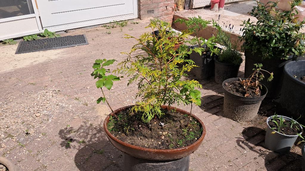 Gemengd bosje, Beuk, Conifeer en zaailing watercipres, Tuin en Terras, Bloeit niet, Leiboom, Ophalen of Verzenden, Minder dan 100 cm