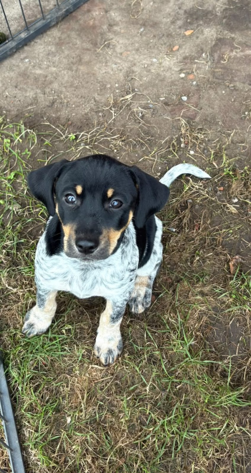 boerenfox pups, Dieren en Toebehoren, Overige rassen, 8 tot 15 weken, Meerdere, Meerdere dieren