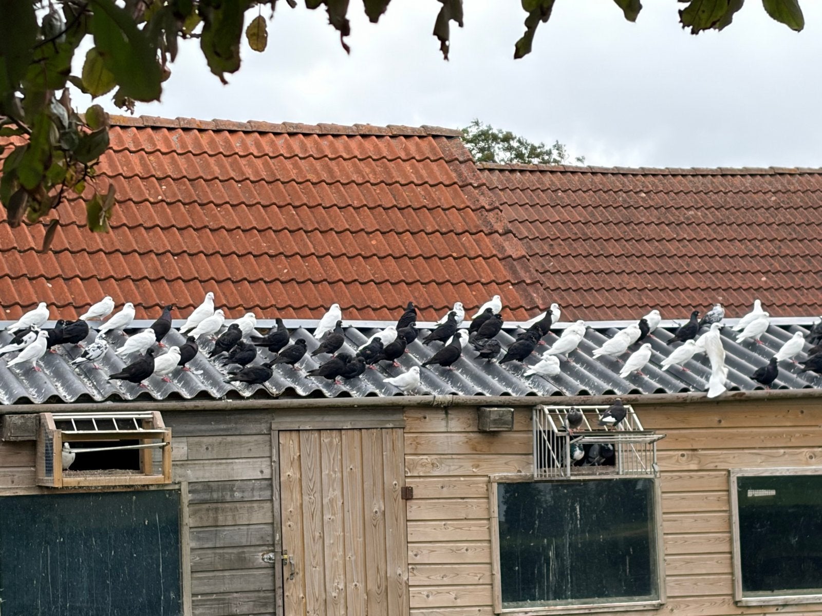 Zwart en witte duiven, Dieren en Toebehoren, Vogels | Duiven, Meerdere dieren, Postduif