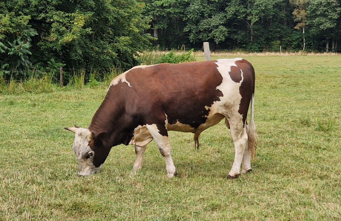 Dekstier, Dieren en Toebehoren, Runderen, Mannelijk