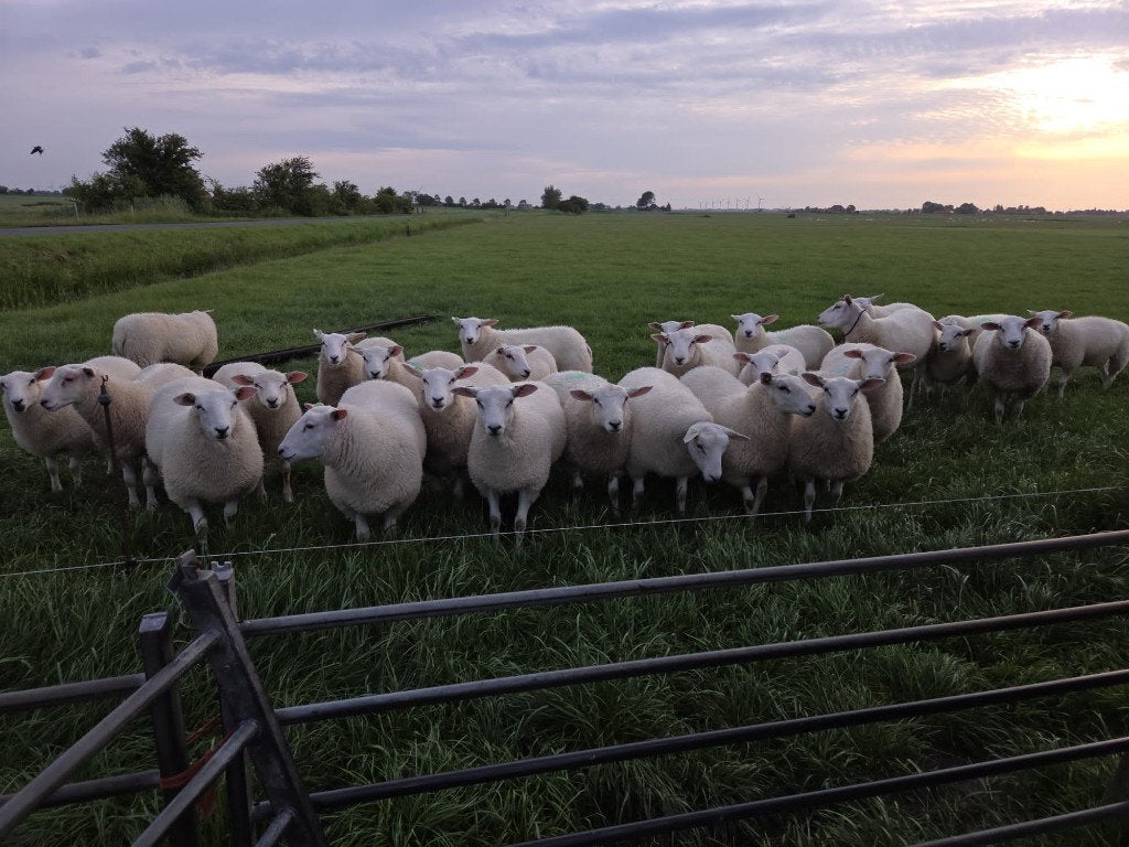 Swifter ooilammeren, Vrouwelijk, Schaap, 0 tot 2 jaar