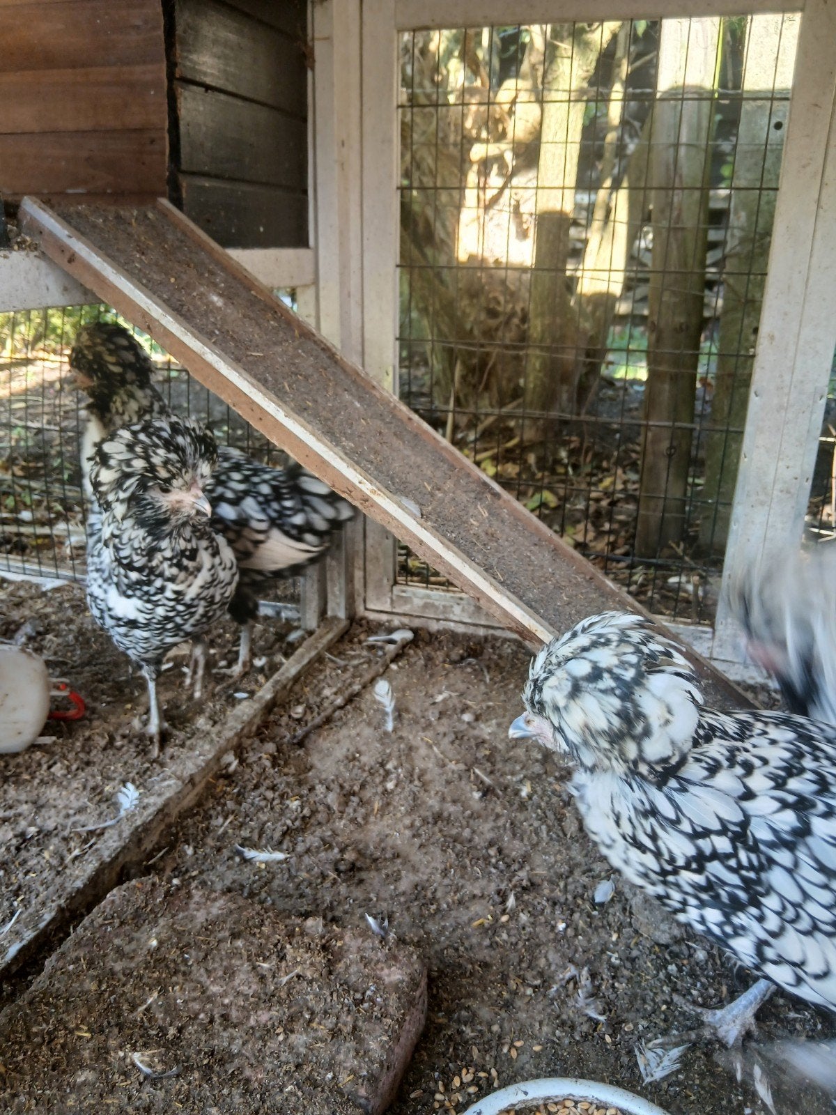 baardkuifhoenders, Dieren en Toebehoren, Meerdere dieren, Kip