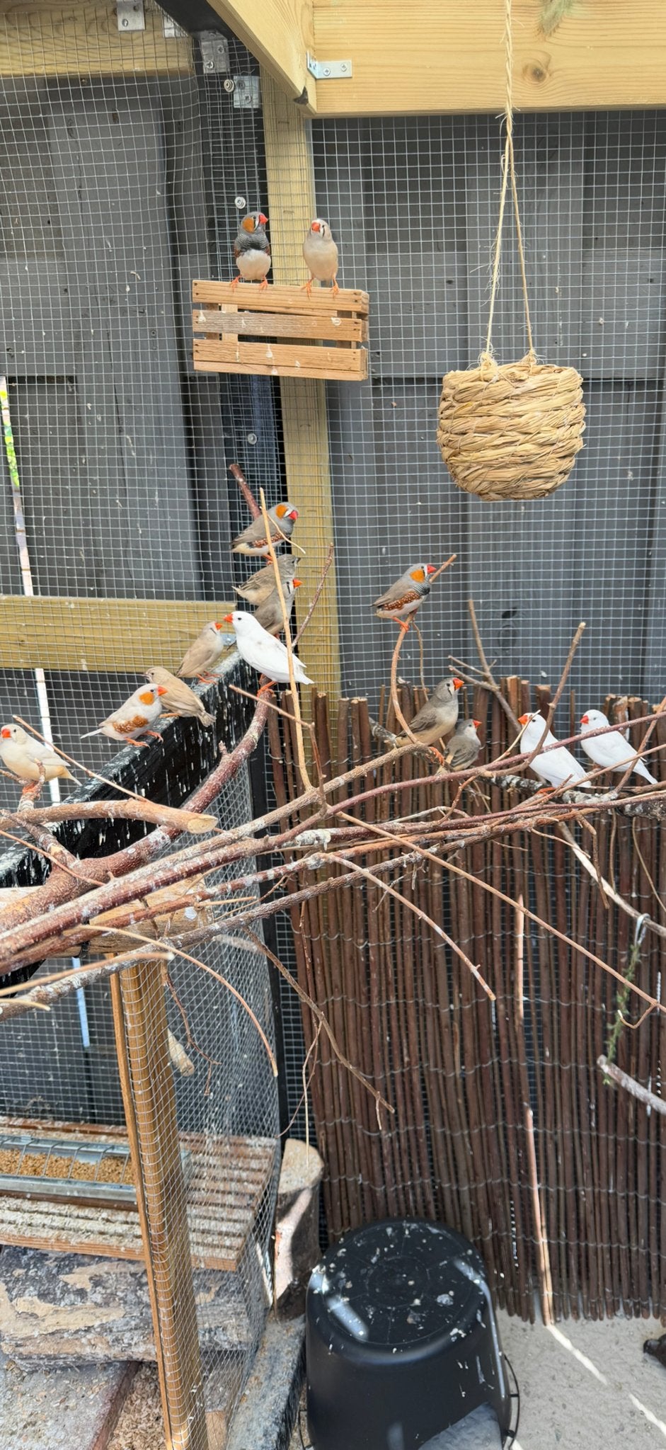 Zebravinken, Meerdere dieren, Tropenvogel