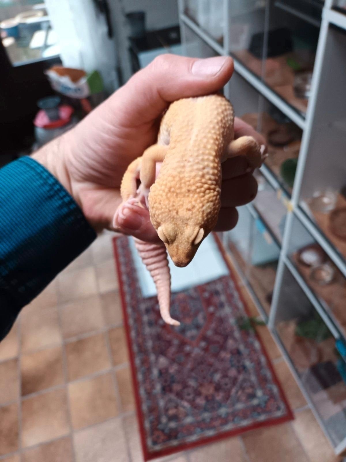 Eublepharis macularius man 2023 gekocht van T-Dragons, Dieren en Toebehoren, Reptielen en Amfibieën, Hagedis, 0 tot 2 jaar