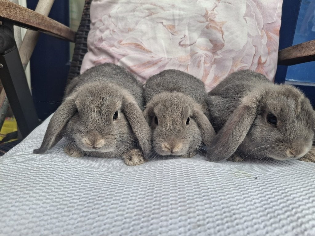 Dwerghangoorkonijntjes, Dieren en Toebehoren, Konijnen, Meerdere dieren, Dwerg, 0 tot 2 jaar