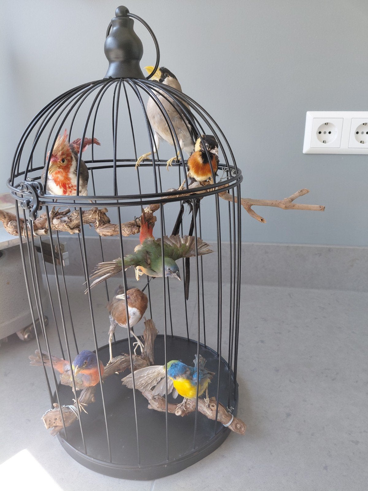 7 opgezette vogels mooi uitgestald in kooi. Taxidermie, Ophalen, Vogel, Opgezet dier