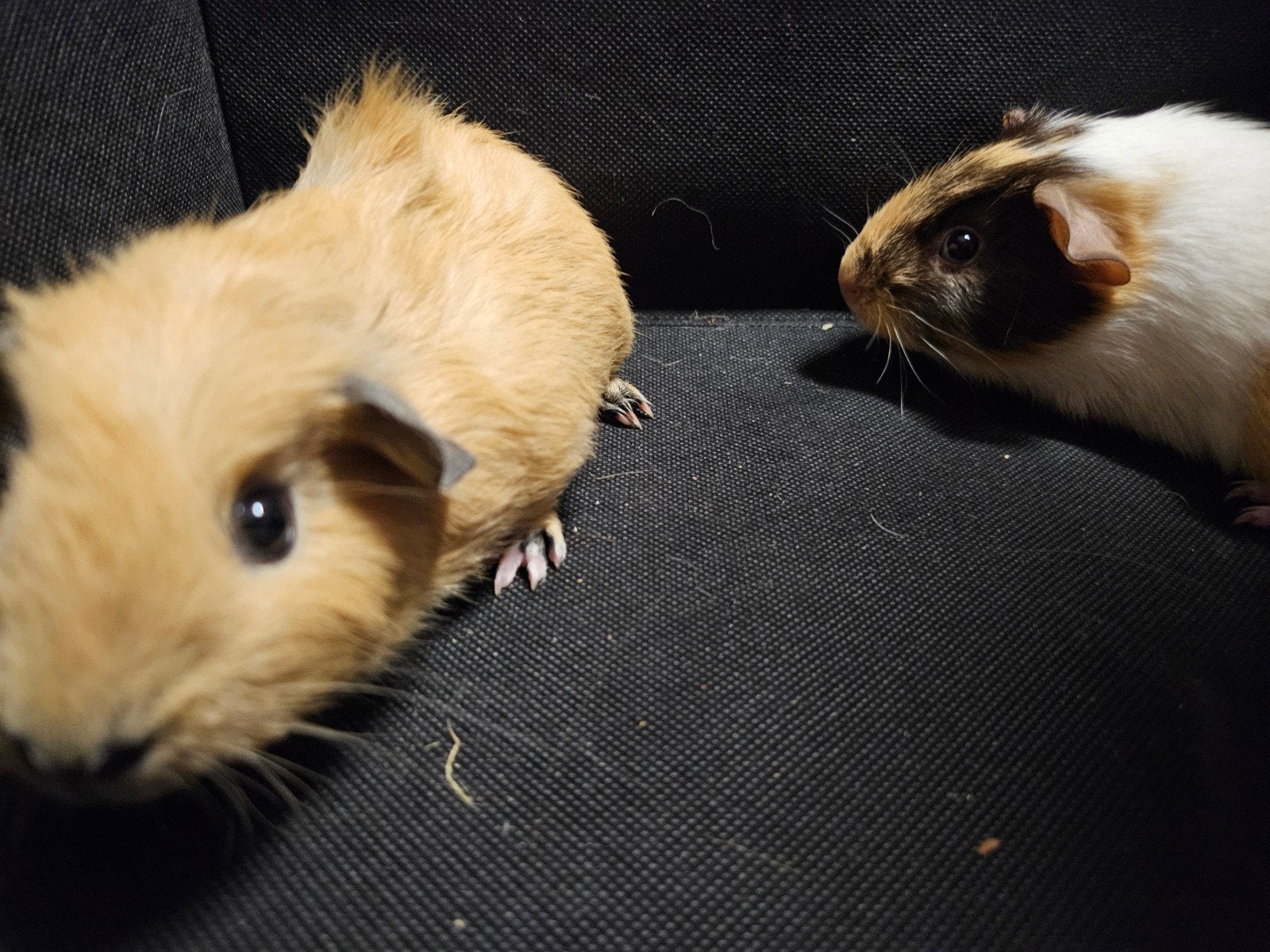 Knappe cavia broers, Dieren en Toebehoren, Knaagdieren, Cavia, Mannelijk, Mei, Tam