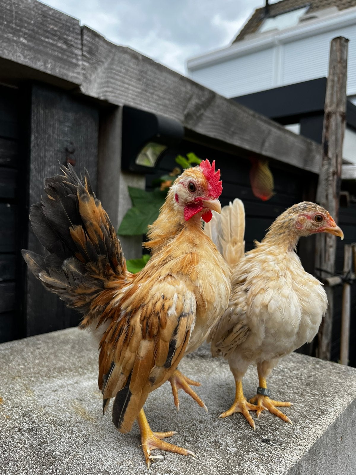 Ayam serama’s, Dieren en Toebehoren, Pluimvee, Meerdere dieren, Kip