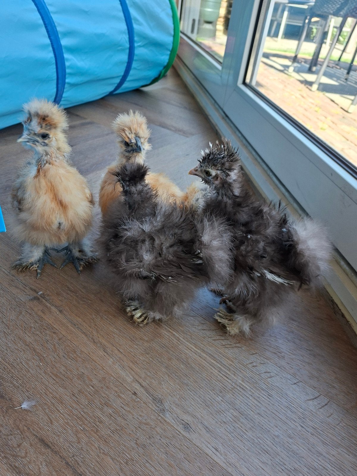 Usa zijdehoen / Amerikaanse zijdehoenders te koop, Dieren en Toebehoren, Geslacht onbekend, Kip